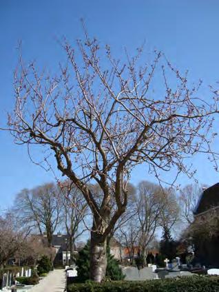 Er zijn grofweg drie groepen te onderscheiden: 1. Sierkersen (Prunus serrulata Kanzan ). Deze bomen bevinden zich voornamelijk in de hagen langs de paden van de begraafplaats.