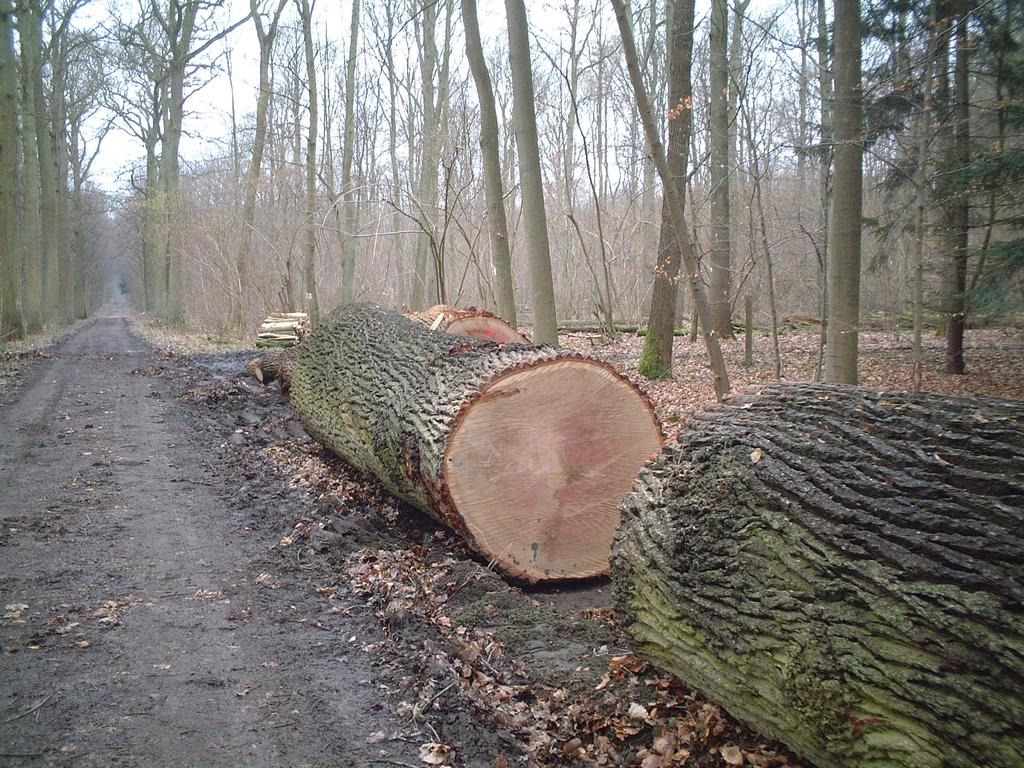 in Natura 2000 - creatie open plekken in bos - gecontroleerd gebruik