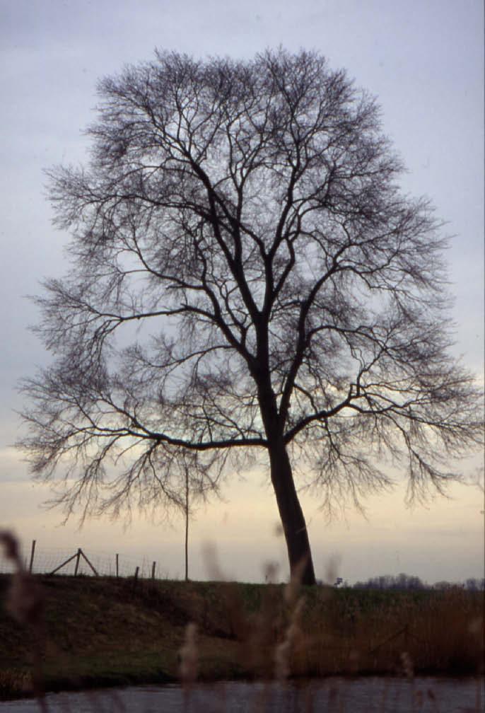 Drie soorten iepen Nederland kent drie inheemse iepensoorten: de fladder of steeliep (U. laevis), de bergiep of ruwe iep (U. glabra) en de veldiep (U. minor).