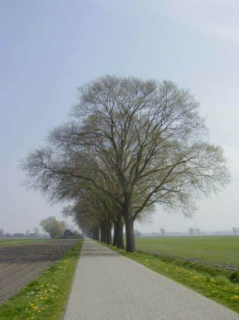 Ulmus hollandica als