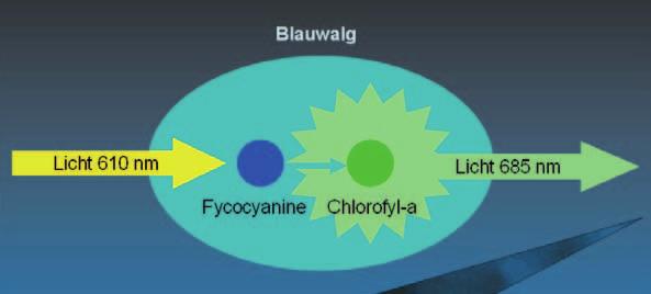 Figuur 1 Schema van het principe van de fluorescentie analyse van cyano-chlorofyl. Lichtinstraling (610 nm) leidt tot een hoger energieniveau van het fycocyanine van blauwalgen.