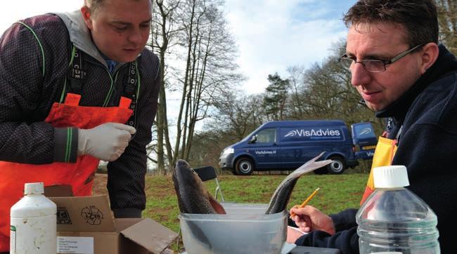 Winde gevangen in het Peizerdiep wordt na de verdoving klaargemaakt voor het inbrengen van een PIT-tag. De Hengelsportfederatie maakt graag gebruik van de resultaten van het visonderzoek.