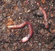 Organische stof in de bodem OS in de bodem Bodemleven Regenwormen =