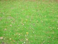 laagdikte gras: 0 cm