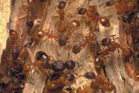 Slavenhouders Sommige mierensoorten zijn slavenhouders.