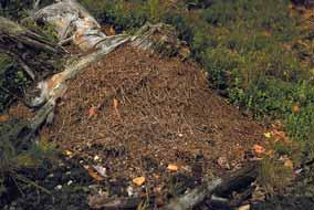 Om de zonnewarmte te kunnen invangen maken de meeste soorten in bossen en graslanden graag (een deel van) het nest onder een losse platte steen in het terrein.