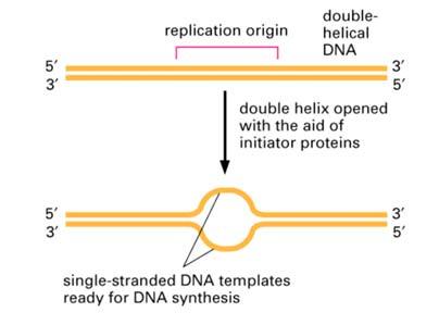 replicatie) G2: controle van de replicatie; vermeerderen celorganellen DNA