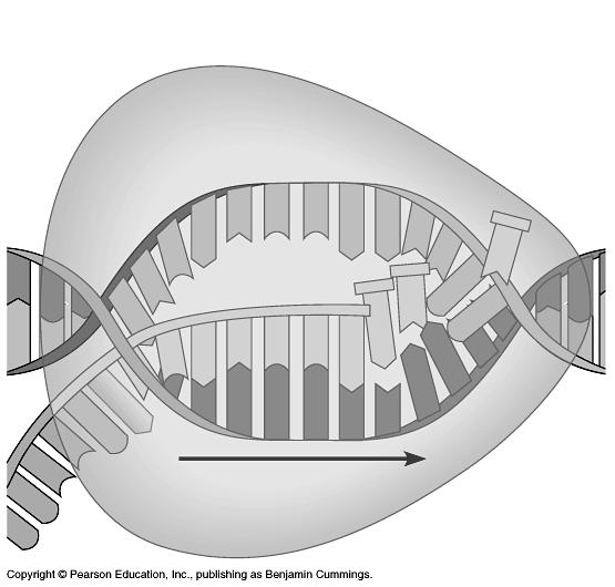 BIOLOGIE en SCHEIKUNDE Pag 27 6 Samenvatting transcriptie en translatie in hoofdlijnen Transcriptie: RNA wordt gevormd door het enzym RNA-polymerase.
