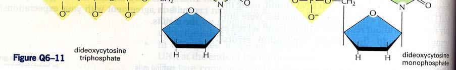 dctp, dgtp, datp en dttp gebruikt. De energie die daarvoor nodig is, komt van de afsplitsing van twee fosfaatgroepen, zodat uiteindelijk de nucleotiden dcmp, dgmp, damp en dtmp worden ingebouwd.