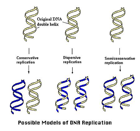 BIOLOGIE en SCHEIKUNDE Pag 36 26 Het experiment van Meselson en Stahl Meselson en Stahl toonden in 1958 aan dat DNA replicatie semi-conservatief is (zie figuur hiernaast).