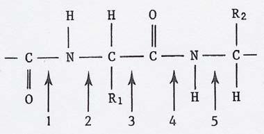 BIOLOGIE en SCHEIKUNDE Pag 48 10 Oefenvragen over eiwitten Eiwitbouw 1 Welke binding(en) in onderstaand deel van een eiwitmolecuul kan (kunnen) worden verbroken door een peptidase (eiwitsplitsend