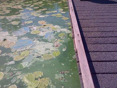 Hierdoor wordt het water op termijn schoner en helderder.