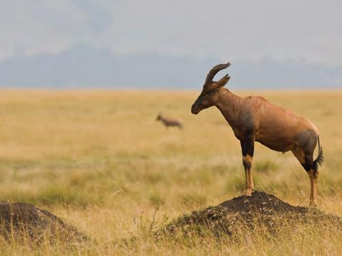 Serengeti betekent eindeloze vlakte in de taal van de Masaï en dat is wat de Serengeti volledig waarmaakt.