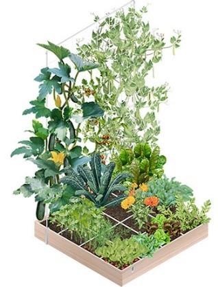 Groentetuin In de groentetuin kun 2 verschillende manieren van moes-tuinieren zien.
