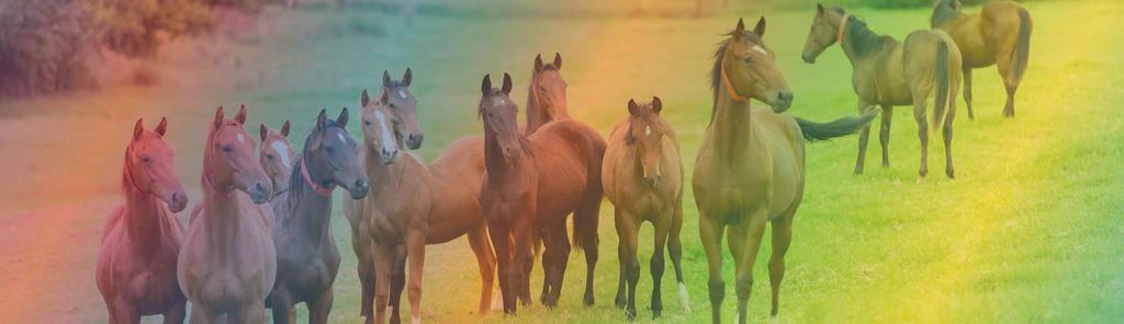 Energy Drives Horse Game Praktisch toepassingen vanuit drijfveren en gevoel en je staat altijd in je kracht Drijfveren samen met paardenkracht Paarden zijn uiterst gevoelige dieren.