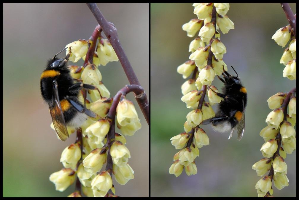 Tot een van de mooiste voorjaarsbloeiers behoort Stachyurus praecox of staartaar. Hij bloeit in het voorjaar met gele bloemen in een hangende tros.