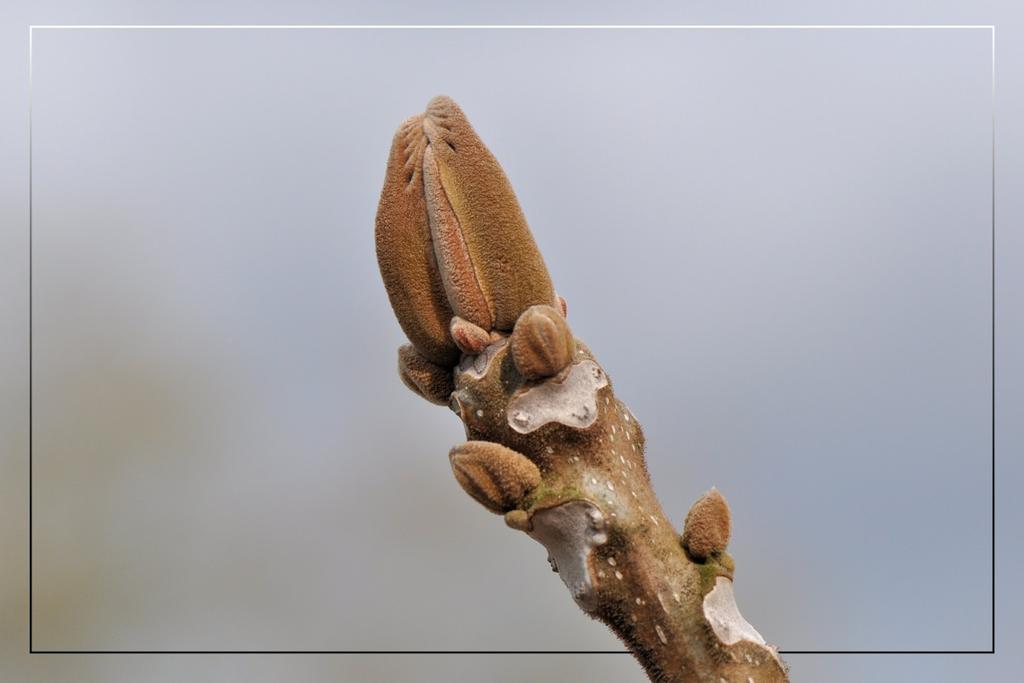 De knoppen van de Japanse walnoot worden langzamerhand groter. De Latijnse naam voor de Japanse wijnbes is Rubus phoenicolasius.