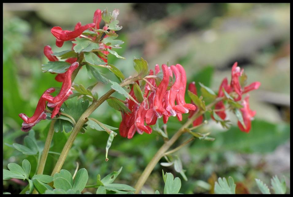 Voorbeelden hiervan zijn Vogeltjes- op- de kruk of Duifjes. De schutblaadjes aan de voet van de bloemen zijn ook karakteristiek. Deze zijn diep ingesneden waardoor ze op handjes met vingers lijken.