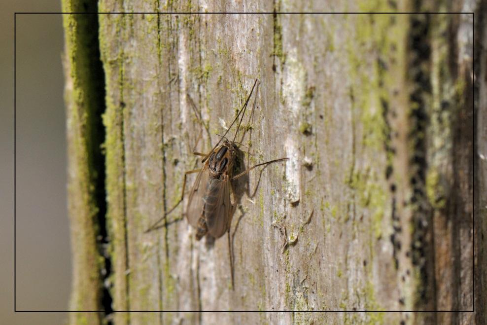 In het labyrint zag ik ook dit vrouwtje dans- of vedermug. Deze muggen steken niet. In rust hebben ze de vleugels als een afdakje gevouwen. Ze zijn lastig te determineren.