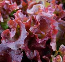 babyleafrassen. Babyleaf Groen - Oaking Oaking is een eikenbladsla die mooi compact blad produceert.