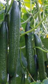 De vruchten zijn mooi cilindrisch, donkergroen geribd en hebben een lengte van 28-32 cm. Komkommer - Amaluna F1 Amaluna is bestemd voor de zomer- en herfstteelt.