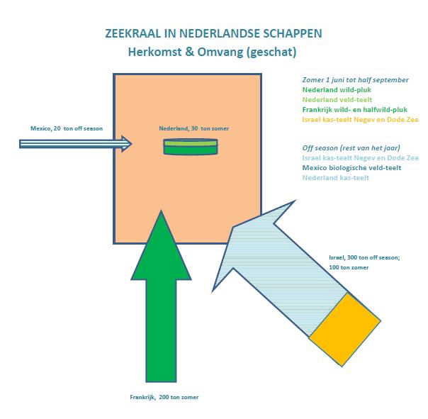 Zilte Potenties in het Waddengebied (4) Zeekraalmarkt in