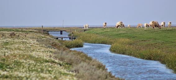 Zilte Potenties in het Waddengebied (5)