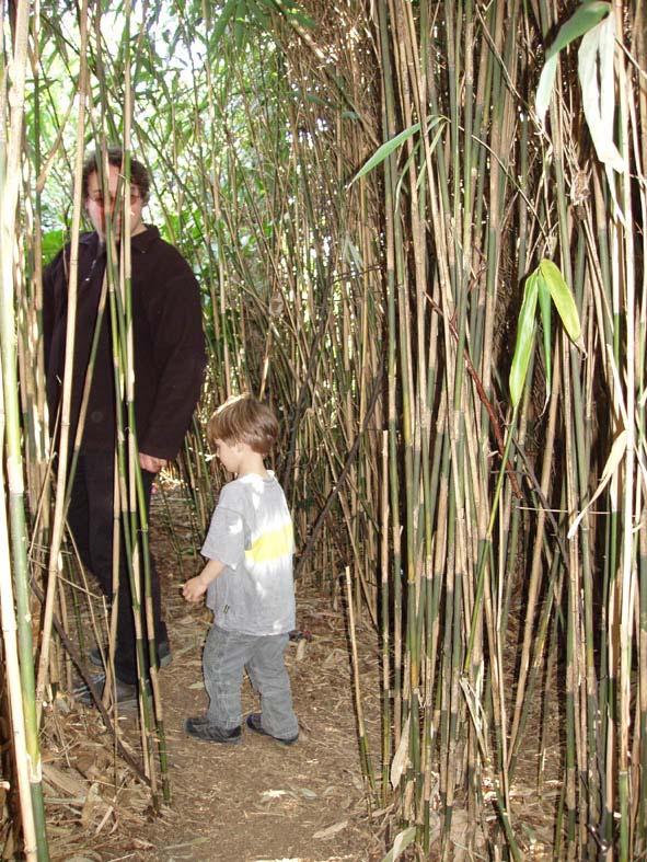 Ontdekkingsgebied bamboe doolhofje Er wordt een klein
