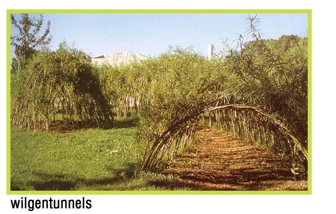 Natuurgebied wilgenbouw Met wilgen worden