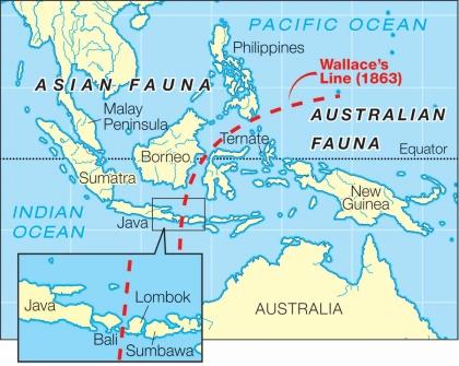 terwijl de vogels op Lombo van Australische komaf waren. Wallace trok een scheidslijn tussen de eilanden door om de verschillen van de soorten op de eilanden aan te geven.