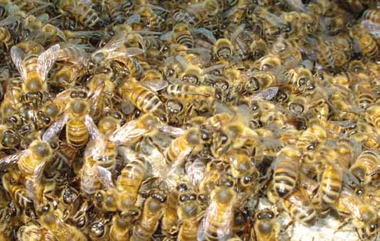 worden geconcludeerd dat neonicotinoïden en fipronil aantoonbaar significant bijdragen aan de achteruitgang van de bijenstand.