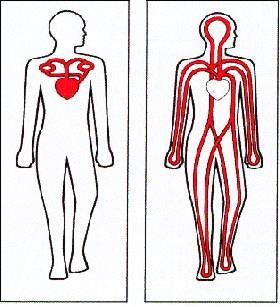 Grote bloedsomloop: Deze begint in de linkerkamer, het bloed wordt de aorta ingepompt en brengt zuurstofrijk bloed naar de weefsels in het hele lichaam.
