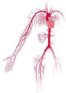 Slagader (arterie) Slagaders voeren bloed van het hart af en aders voeren bloed naar het hart toe.