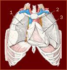 Anatomie van het hart Het hart is omgeven door een effen vlies, het hartzakje of pericard(3).