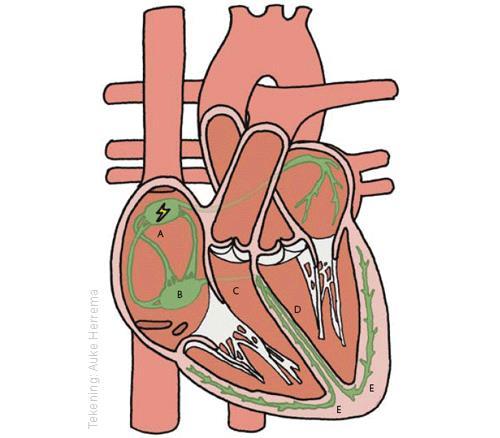 Prikkelgeleidingssysteem Cellen in de hartspiergeleiden elektrische prikkels. Deze cellen groengekleurd - vormen een netwerkje.