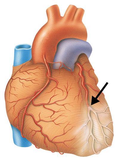 Bloedvoorziening van het hart Het hart wordt aan de binnenkant voorzien van zuurstof door het bloed in de kamers en