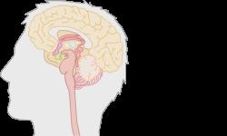 zenuwstelsel 6 van 9 Bij welk orgaanstelsel horen de hersenen?