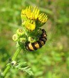 Insecten, vlinders, rupsen, zomer en warmte, vurigheid, alles is op weg naar verandering.