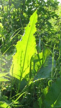 Een doodgewoon zuringblad - tussen een hoop groene sprieten - wordt bijzonder omdat de zon erdoorheen