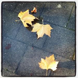 Op weg naar het CJG, het is echt herfst daar hoort dus ook een echt herfst plaatje bij. Nat en koud, de bladeren die op de grond liggen. De herfst heeft we; wat vind ik.