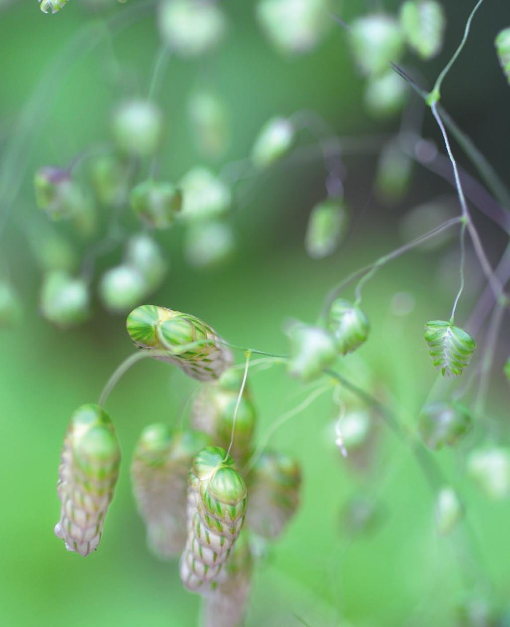 Of je nu een tuin hebt van 10, 100 of 1000 m², groene vingers bezit of een absolute tuindummy bent, siergrassen zijn gewoonweg niet meer weg te denken uit onze tuinen.