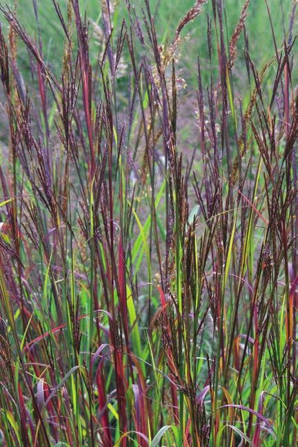 grassen Andropogon gerardii Prairie Sommer Baardgras 100-140 cm augustus - oktober Een echt Amerikaans prairiegras, dat zeker meer bekendheid in onze tuinen verdient.