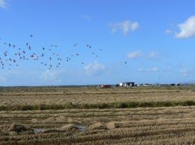 Spreeuw, Sturnus vulgaris.