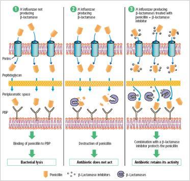 De β-lactamase trap