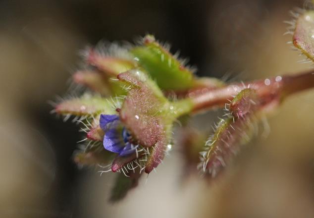 1 Blemen in eind- f kselstandige trssen, deze duidelijk gescheiden van de rest van de plant; alle blemen aan de vet met kleine schutbladen die sterk verschillen van gewne bladen 14 - Bleiwijze