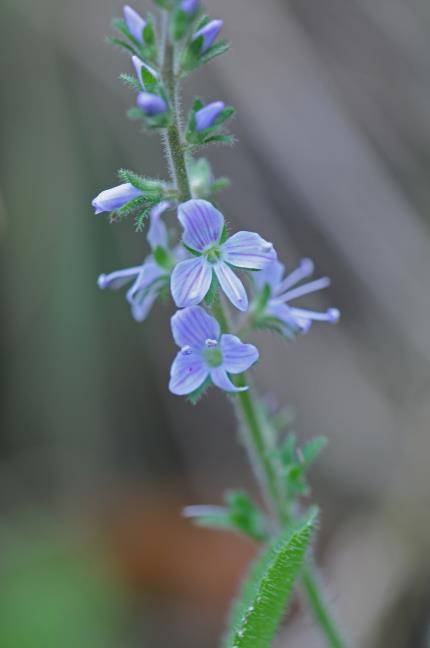 Vernica fficinalis,