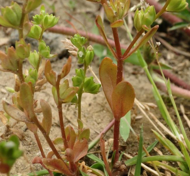 - Plant 1 jarig. Stengel rechtpstaand.