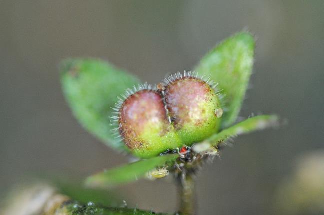 bedekkend, Zwak behaard. Stijl 1,5mm lang.