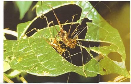 Paren van spinnen Het mannetje gebruikt palpen om te paren, dat zijn voelsprieten bij zijn mond. Bij het mannetje zijn die aan de bovenkant verdikt.