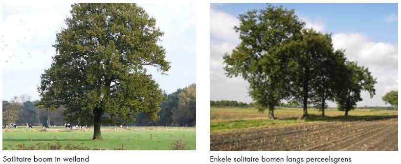 Kwaliteitsverbetering van het landschap Bendelaar 1 Ravenstein, gemeente Oss Landschapsboom als solitair (L8A) Een solitaire boom is een alleenstaande inheemse loofboom, niet zijnde een knotboom, die